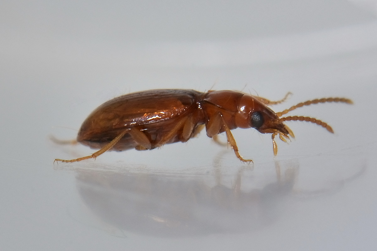 Porotachys bisulcatus (Carabidae)  - Avigliana (TO)